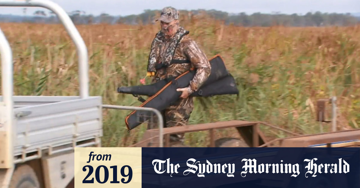 Video Incident at duck shooting reserve reignites calls for hunting ban